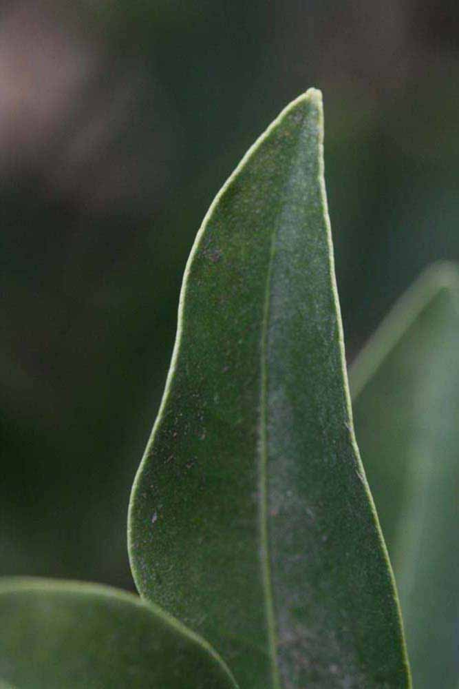              Margin (Riverside, CA)       